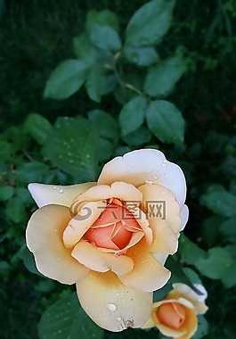 玫瑰,花,水珠