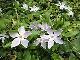 花,白,性質(zhì)