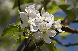 蘋果樹,梅花,鮮花