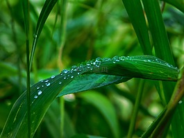 葉子,水,滴
