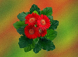 非洲菊,紅色,開(kāi)花