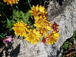 黃菊花,墜花,大自然