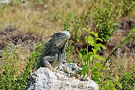蜥蜴,爬行動物,野生動物