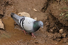 鴿子,鳥(niǎo),自然