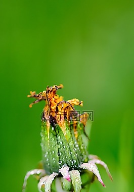 花,昆蟲(chóng),蝴蝶