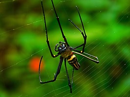 蜘蛛,web,自然