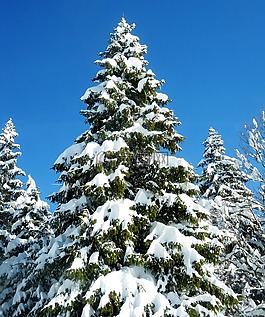 冷杉,雪,冬天