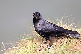 寒鴉,黑鳥,鳥