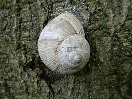 蝸牛,樹(shù),樹(shù)皮