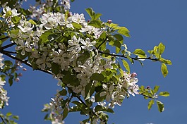 蘋果花,蘋果樹,梅花