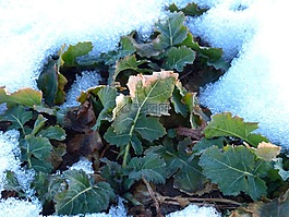 winterkohl,winterfrucht,科尔