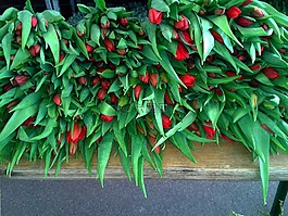 郁金香花束,郁金香,市場攤位