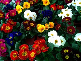 報(bào)春花,黃花九輪草,顏色