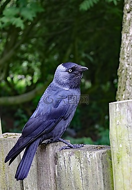 寒鴉,黑鳥(niǎo),鳥(niǎo)
