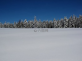 雪,冷杉,景觀