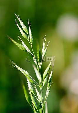 花,自然,綠色