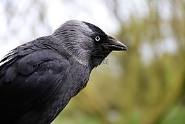 寒鴉,黑鳥(niǎo),鳥(niǎo)