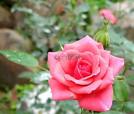 羅莎,花,植物