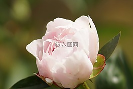 牡丹,粉紅色,開花