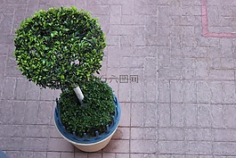 樹,潛水,花盆