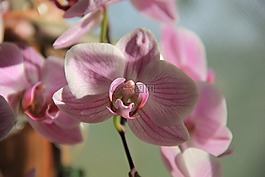 蘭花,花卉,陽光
