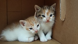 猫,动物,弗利纳