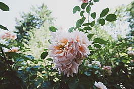 玫瑰,粉紅色,花瓣