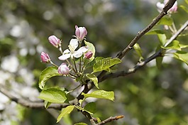蘋果樹,梅花,鮮花