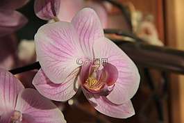 蘭花,花卉,陽光