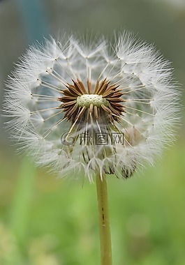 特寫,蒲公英,花