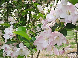 花卉,春天,粉色