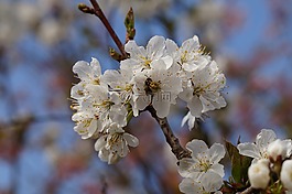 蘋果花,蜜蜂,春天