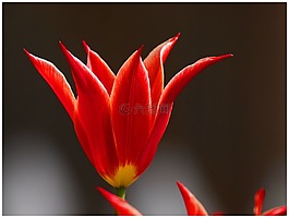 百合,紅,花