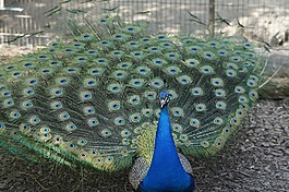 孔雀,男性,鳥