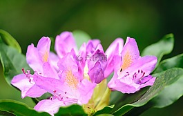粉紅色,自然,鮮花
