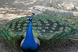 孔雀,男性,鳥