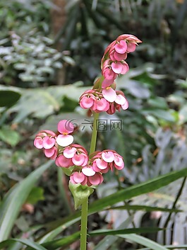 巴亞爾塔港購物,花,熱帶花卉
