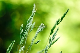 花,自然,綠色