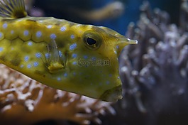 魚,關(guān)閉,水下