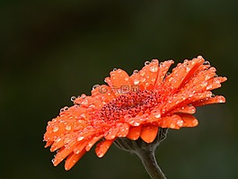花,雨,夏天