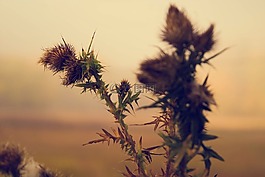 綠色,植物,自然