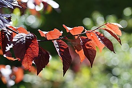 樹(shù),紅色,葉子