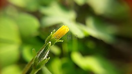 葉,自然,植物區(qū)系