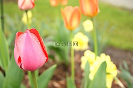 郁金香,多彩,蠟筆