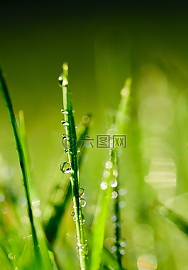 水,綠色,葉