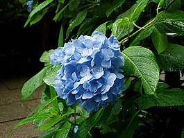 繡球花,鮮花,雨季