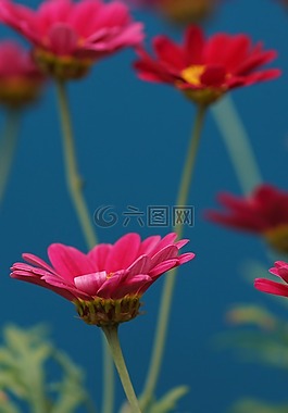 瑪格麗特,粉紅色,花花園