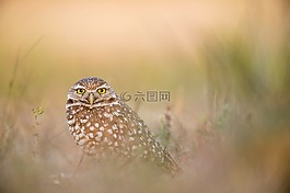 貓頭鷹,鳥,動物
