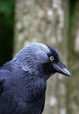 寒鴉,黑鳥(niǎo),鳥(niǎo)