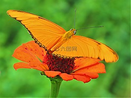 橙色,蝴蝶,橙花